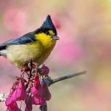 dark pink, Flowers, White-naped Tit, twig, Bird