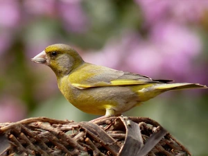 Bird, European Greenfinch