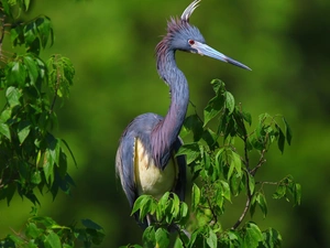 heron, trees, branch, Bird
