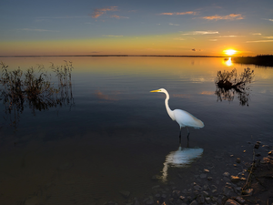 lake, Bird, heron, Great Sunsets