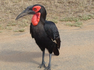 Bird, hornbill