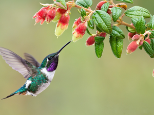 Colourfull Flowers, humming-bird, White-bellied Woodstar