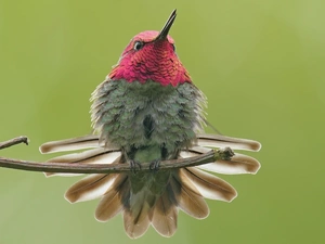 humming-bird, twig, Bird