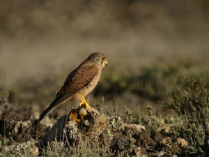Bird, kestrel
