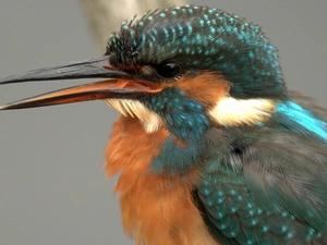 Bird, kingfisher