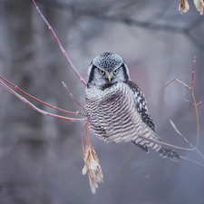 Twigs, Bird, Northern hawk-owl