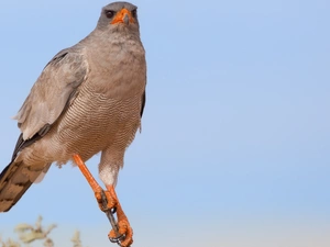 branch, Bird, Pale chanting goshawk