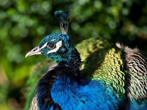 Bird, peacock