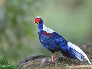 Bird, Pheasant