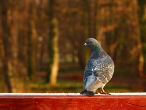 Bird, Gray, pigeon