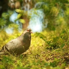 pigeon, grass, Plants, Bird