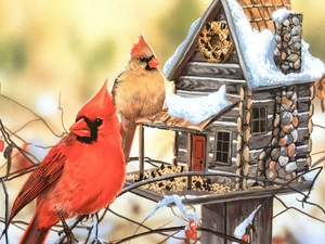 birds, Bird, Poster Image, Cardinals