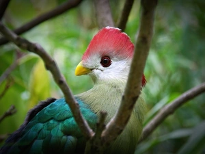 Red-crested Turaco, Bird