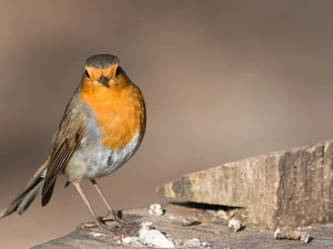 Bird, robin
