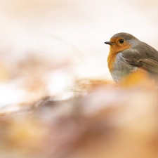 robin, fuzzy, background, Bird