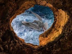 seagull, Rocks, sea, Bird, cave, Waves, photomontage