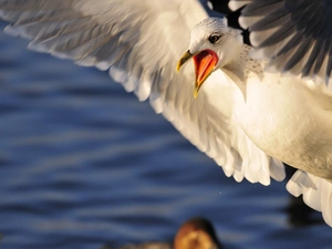 Bird, seagull