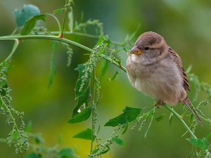sparrow, plant, twig, Bird