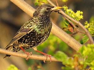 Bird, starling
