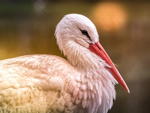 Bird, White Stork