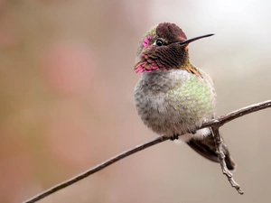 twig, humming-bird, Bird