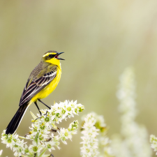 Bird, Yellow Wagtail