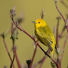 Twigs, Bird, Warbler egret, Yellow