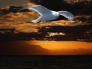 White, Bird, west, sun, Sky
