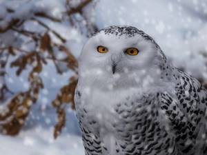 winter, Snowy Owl, Bird