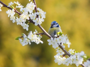 Gray, birdies, Flowers, blue, twig