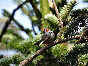 rib, twig, spruce, birdies