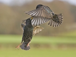 starlings, Two cars, Birds on the log