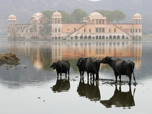 Cows, palace, india, birds