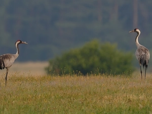 birds, cranes