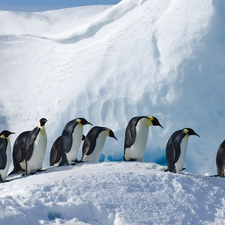 winter, birds, Emperor Penguins, snow