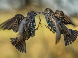 Fight, Two cars, birds
