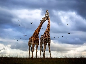 giraffe, clouds, grass, birds