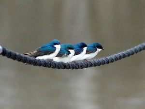 four, Birds on the log