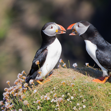 Puffins, Two cars, birds