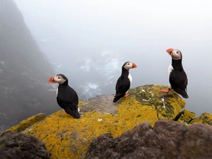 Puffins, Rocks, cliff, birds