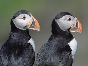 birds, Puffins