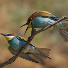 Two, birds, twig, Bee-eaters