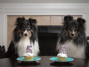 Fifth, birthday, Scottish, cookies, Shepherds