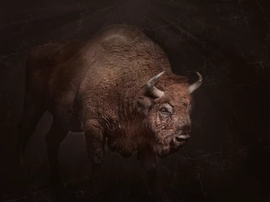 Bison