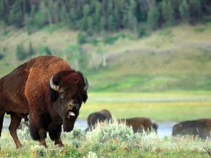 bison
