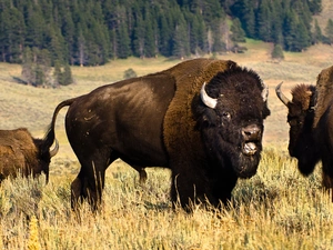 bison, forest, grass