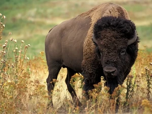 Bison, horns
