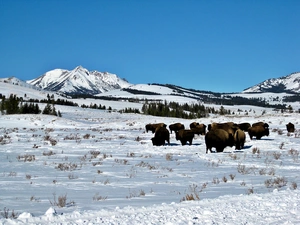 woods, winter, herd, bison, prairie, Mountains