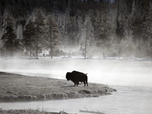 Bison, River