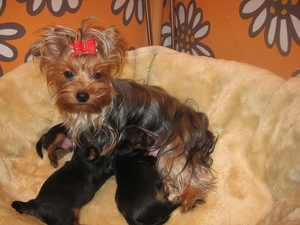 puppies, Yorkshire Terrier, bitch, Three, lactescent